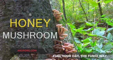 Honey Mushrooms: Nature's Golden Delicacy