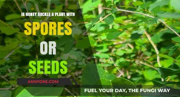 Honeysuckle Reproduction: Spores or Seeds? Unveiling the Plant's Secrets