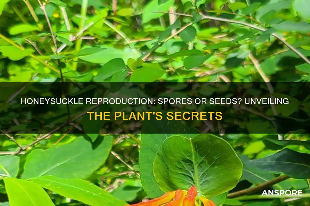 is honey suckle a plant with spores or seeds