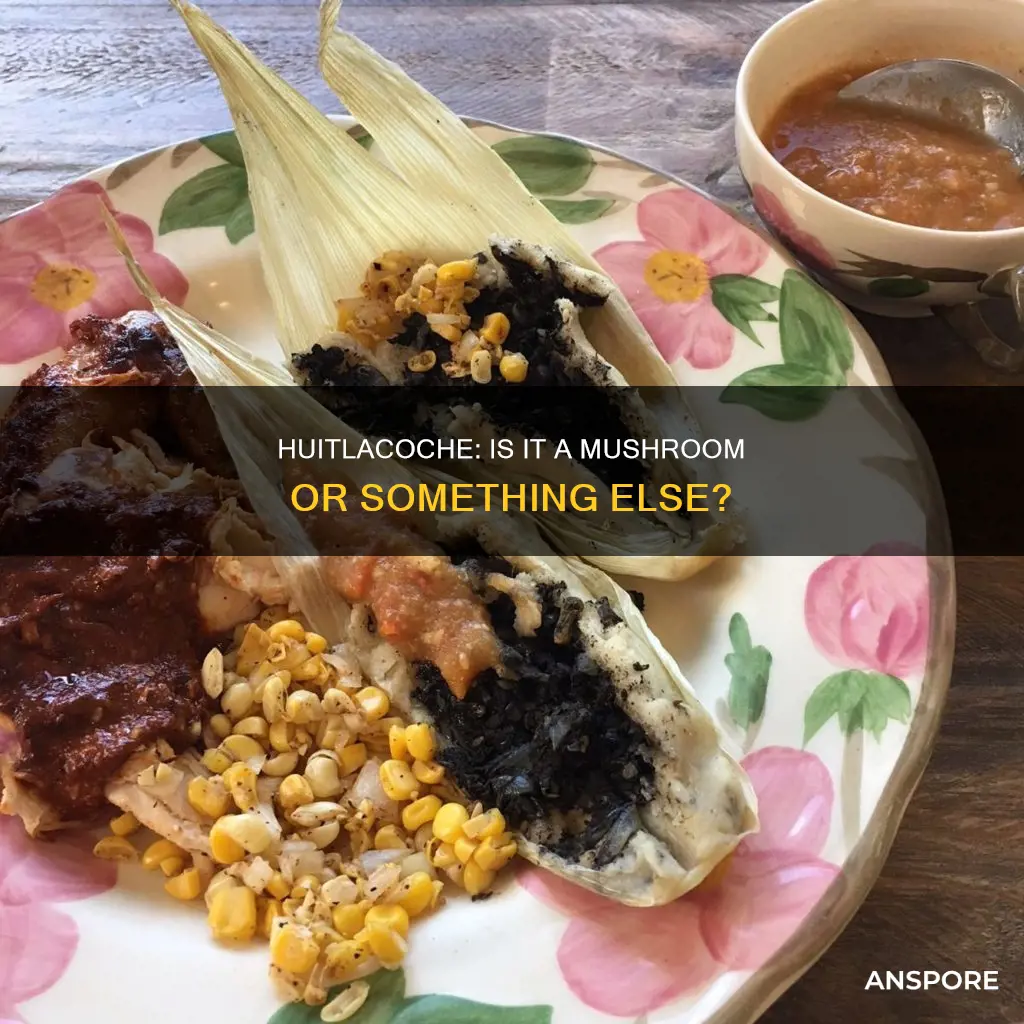 is huitlacoche a mushroom