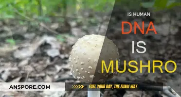 Mushroom Mystery: Human DNA Similarities Explored