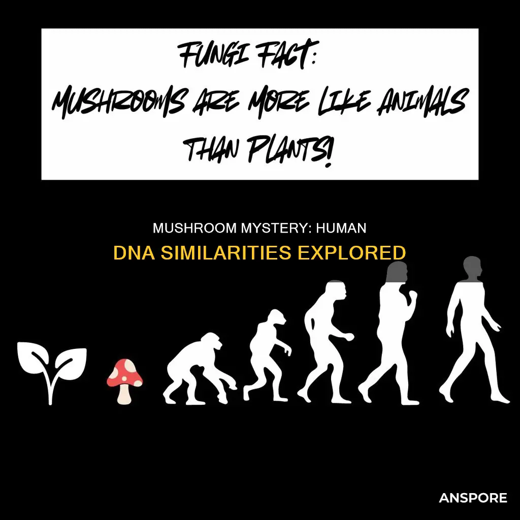 is human dna is mushroom