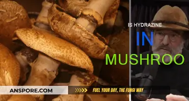 Hydrazine in Mushrooms: What You Need to Know