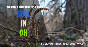 Is Ilky Spore Naturally Present in Ohio's Soil?