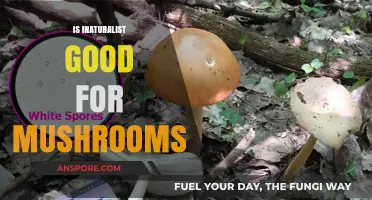 Is iNaturalist Reliable for Mushroom Identification and Community Science?