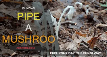 Indian Pipe: Mushroom or Not?