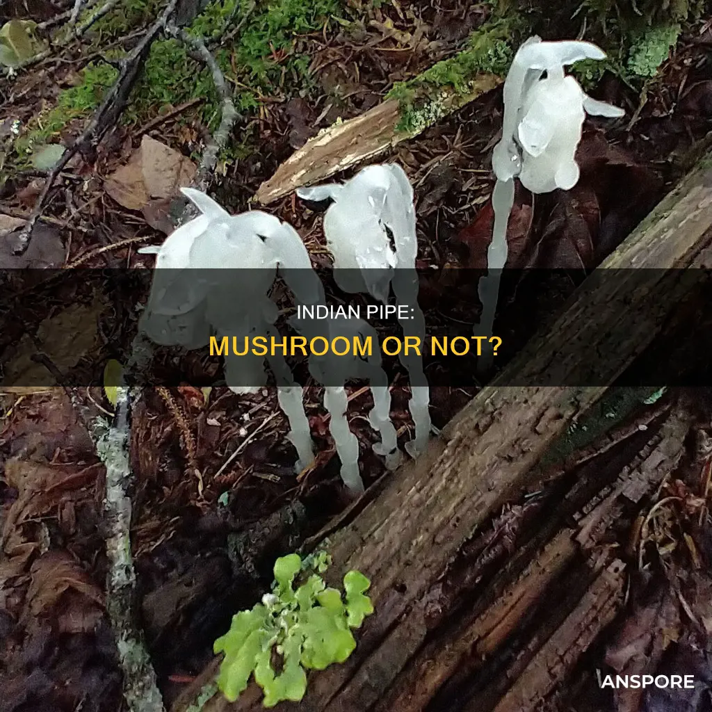 is indian pipe a mushroom