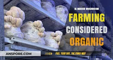 Is Indoor Mushroom Farming Truly Organic? Exploring the Debate