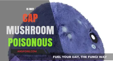 Are Inky Cap Mushrooms Poisonous? A Comprehensive Guide to Safety