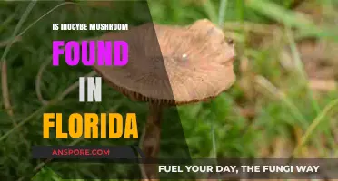 Inocybe Mushrooms in Florida: Presence, Identification, and Safety Tips