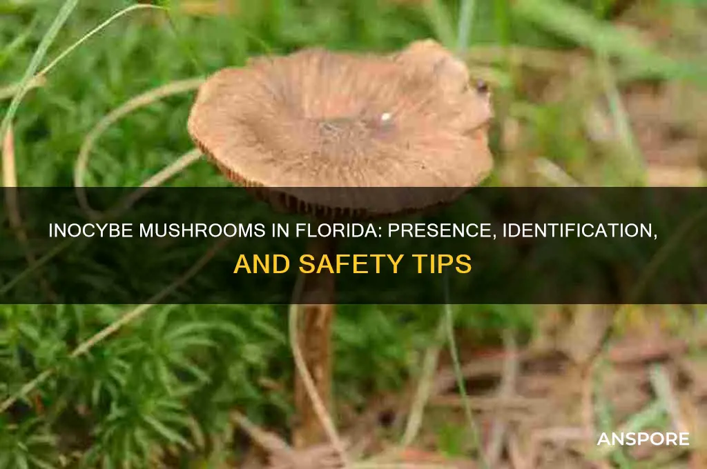 is inocybe mushroom found in florida