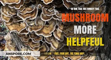 Ion Tail vs. Turkey Tail: Which Mushroom Offers Greater Health Benefits?