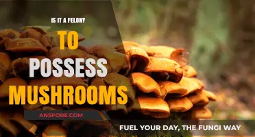 Possessing Mushrooms: Felony or Misdemeanor? Legal Insights Explained