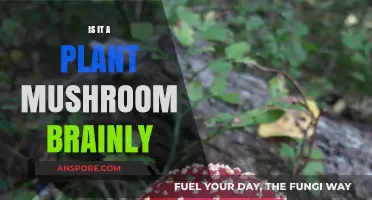 Are Mushrooms Plants? Unraveling the Fungal Mystery Brainly Explained