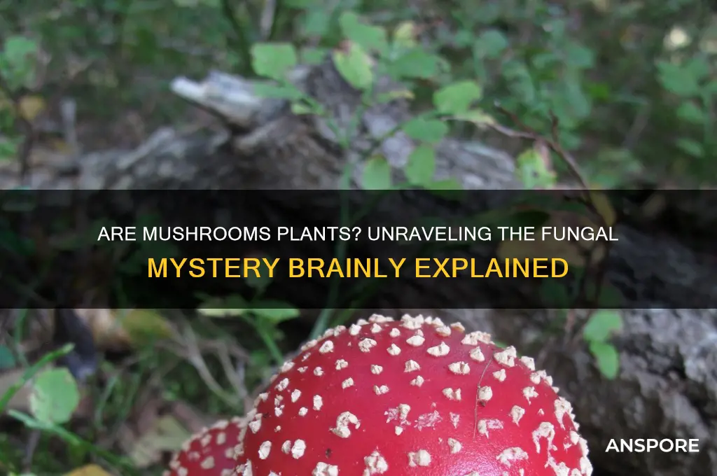 is it a plant mushroom brainly