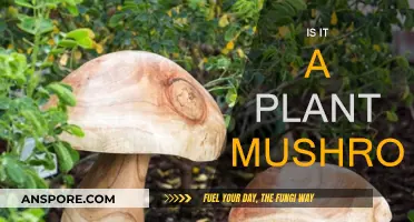 Mushroom Mystery: What's the Deal?