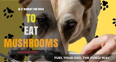 Can Dogs Safely Eat Mushrooms? Risks and Benefits Explained