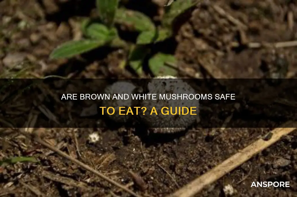 is it alright to eat brown white mushrooms