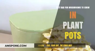 Mushrooms in Plant Pots: Harmless Growth or Hidden Danger?