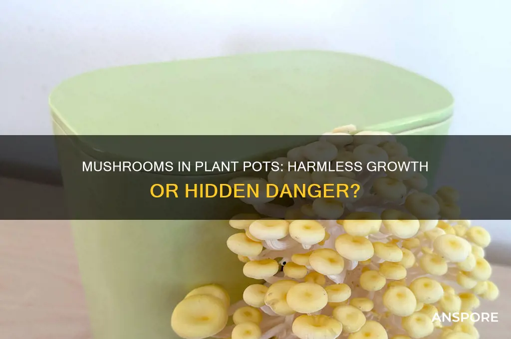 is it bad for mushrooms to grow in plant pots