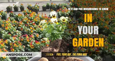 Mushrooms in Your Garden: Friend, Foe, or Fungal Fascination?