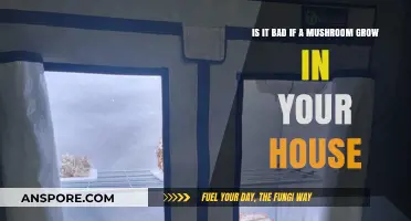 Mushrooms in Your Home: Harmless Growth or Hidden Danger?