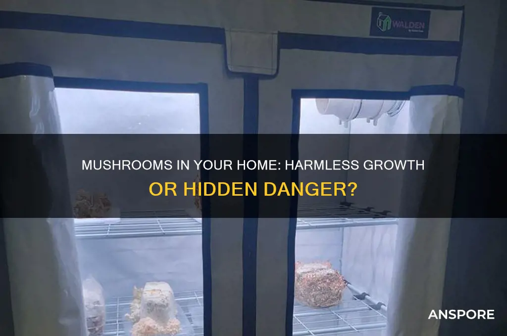 is it bad if a mushroom grow in your house