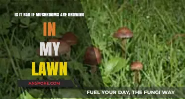 Mushrooms in Your Lawn: Harmless Growth or Cause for Concern?