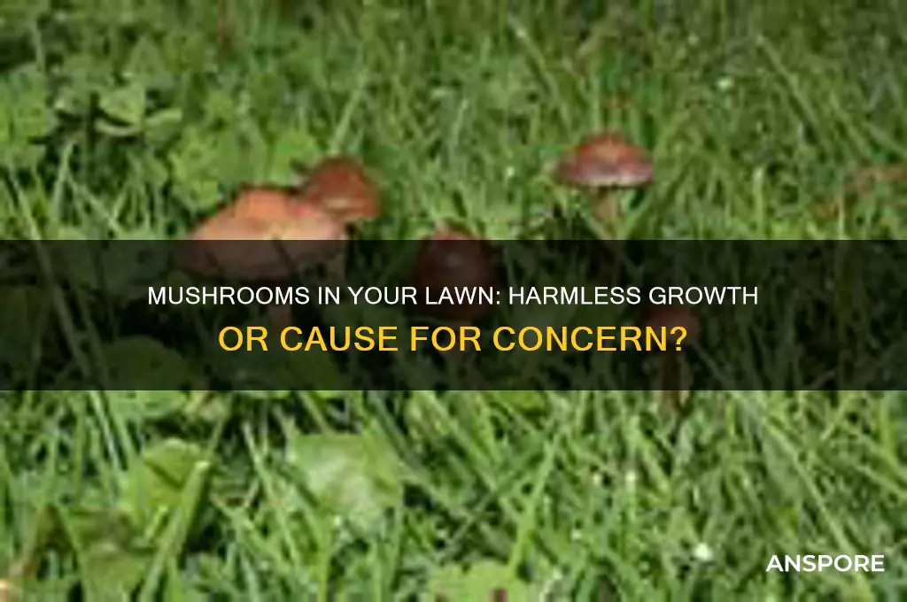 is it bad if mushrooms are growing in my lawn