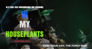 Mushrooms in Houseplants: Harmless Growth or Hidden Problem?