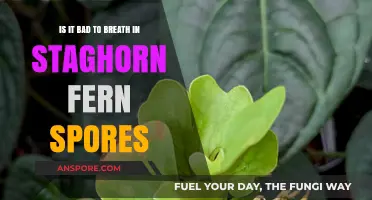 Breathing Staghorn Fern Spores: Safe or Harmful? What You Need to Know