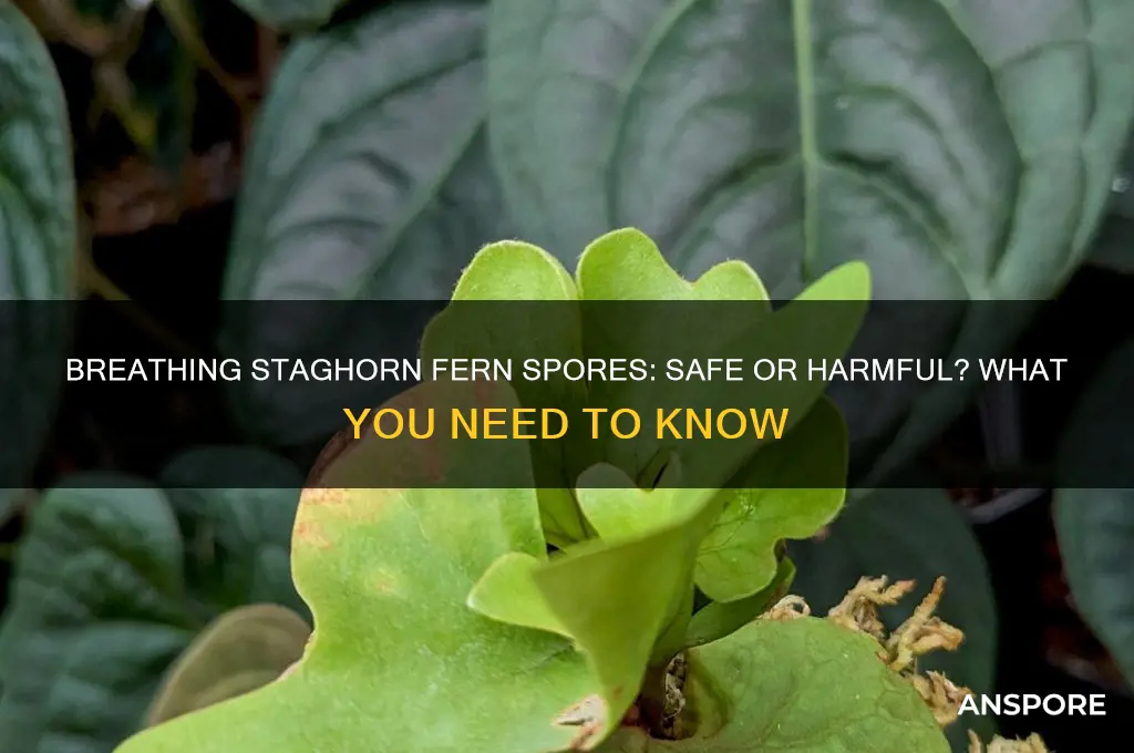 is it bad to breath in staghorn fern spores