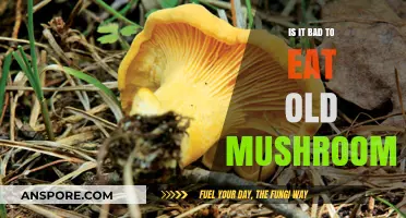 Are Old Mushrooms Safe to Eat? Risks and Guidelines
