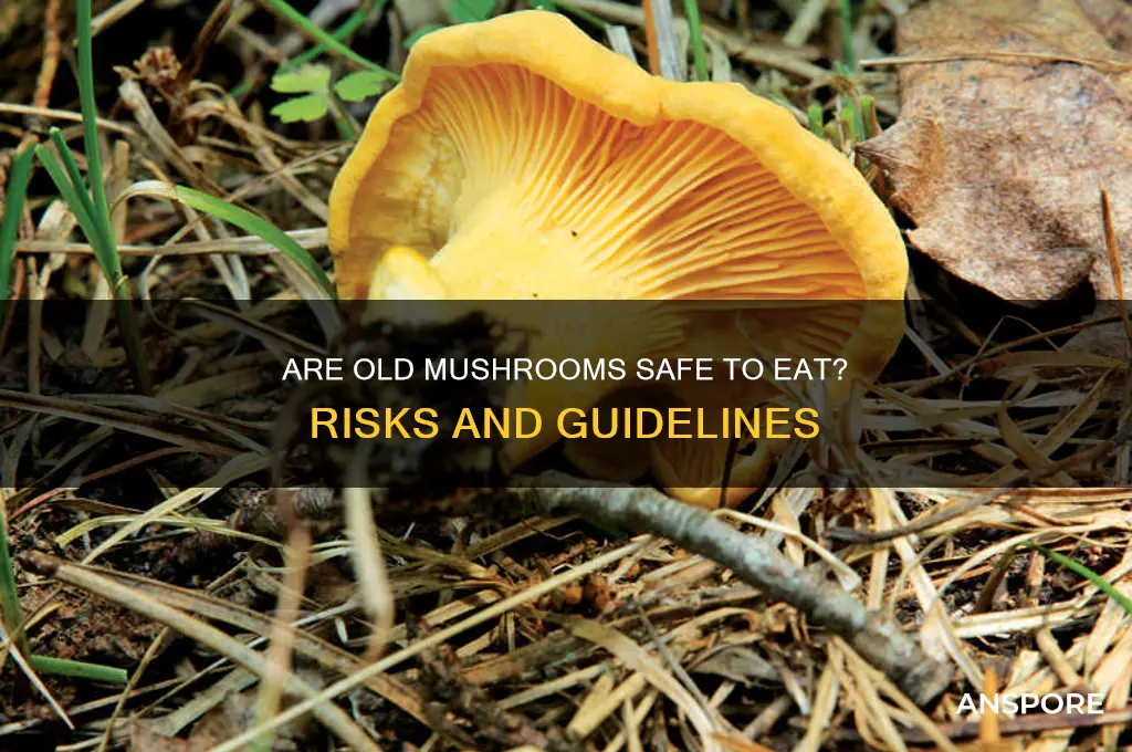 is it bad to eat old mushrooms