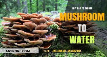 Should Mushrooms Get Wet? Debunking Water Exposure Myths