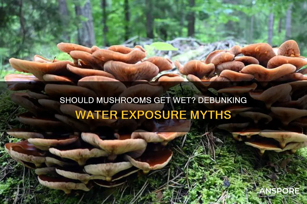 is it bad to expose mushrooms to water