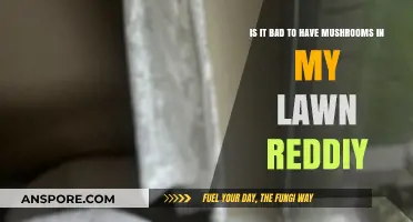 Mushrooms in Your Lawn: Harmless or Harmful? Reddit Weighs In