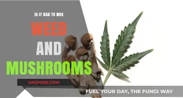 Mixing Weed and Mushrooms: Risks, Effects, and Safety Concerns