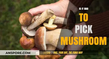 Should You Pick Mushrooms? Risks, Benefits, and Safe Practices Explained