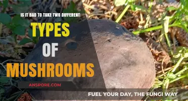 Mixing Mushroom Types: Safe Practice or Risky Experiment?