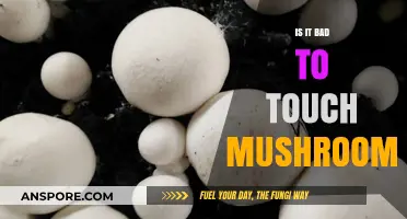 Touching Mushrooms: Safe Practice or Risky Behavior?