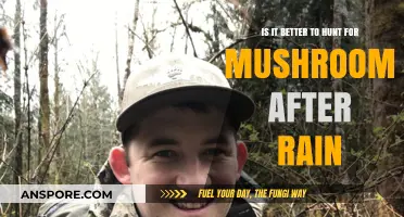 Post-Rain Mushroom Hunting: Ideal Conditions or Overhyped Myth?