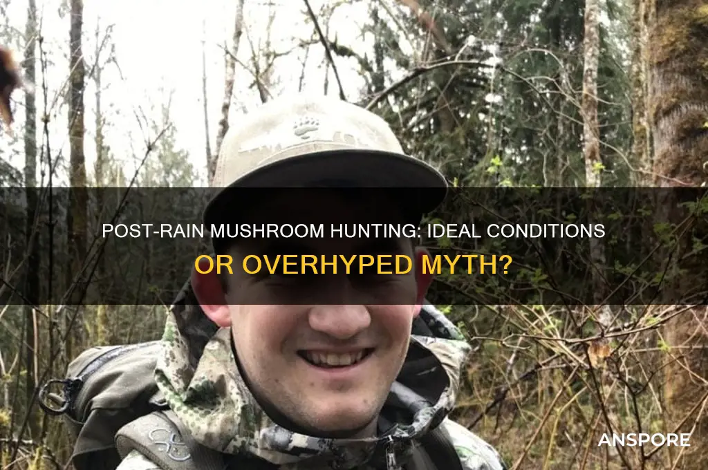 is it better to hunt for mushrooms after rain
