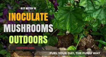 Outdoor Mushroom Inoculation: Benefits, Challenges, and Best Practices
