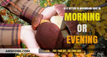 Morning vs. Evening: Best Time for Mushroom Hunting Success