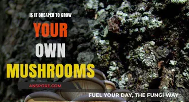 Growing Mushrooms at Home: Cost-Effective or Costly Hobby?