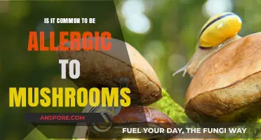 Are Mushroom Allergies Common? Uncovering the Truth About Fungal Sensitivities