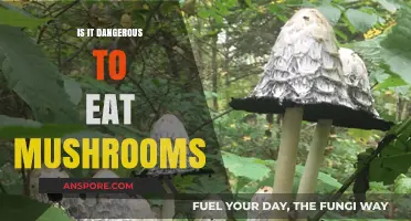 Are Wild Mushrooms Safe? Risks, Benefits, and Identification Tips