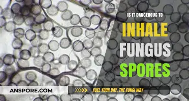 Inhaling Fungus Spores: Potential Health Risks and Safety Concerns