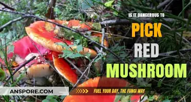 Red Mushrooms: Are They Safe to Pick or a Hidden Danger?